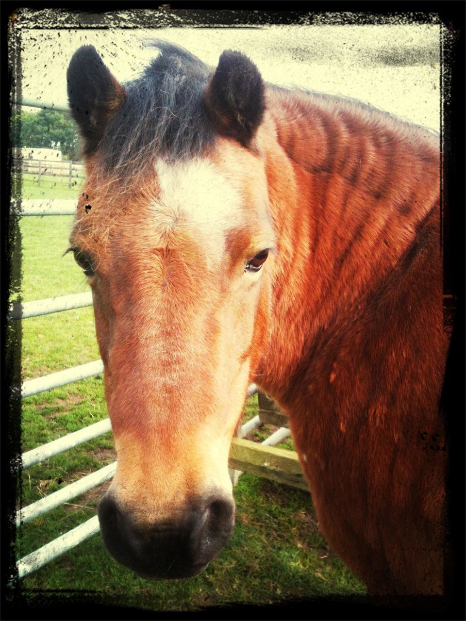 animal themes, horse, domestic animals, mammal, livestock, animal head, transfer print, one animal, herbivorous, auto post production filter, field, brown, close-up, fence, working animal, animal body part, grass, zoology, standing, cow