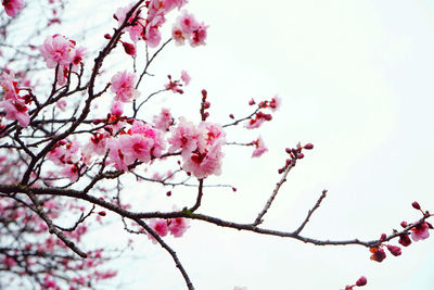 Low angle view of pink flowers on tree