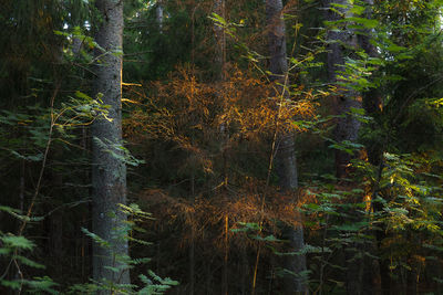 Trees growing in forest