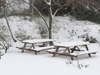 Close-up of snow covered plants against trees