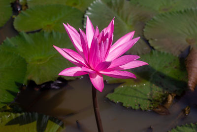 Close-up of lotus water lily in pond