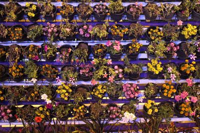 Full frame shot of flowering plants