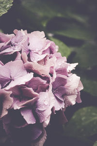 Close-up of pink flower