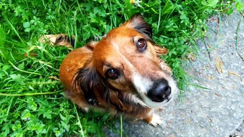 High angle portrait of a dog