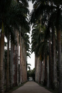 Empty road along palm trees