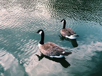 High angle view of birds swimming in lake