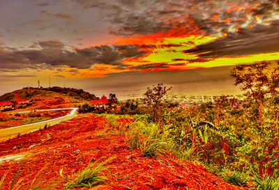 Multi colored flowers against sky during sunset