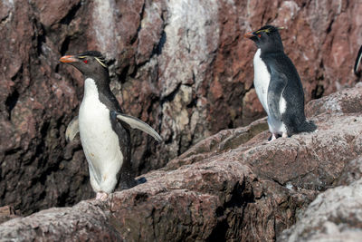 View of penguins on rock