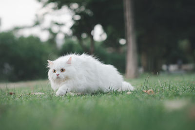 White cat lying on grass