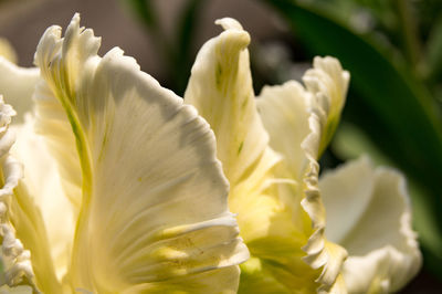 Close-up of white flowering plant