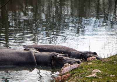 View of sheep in lake