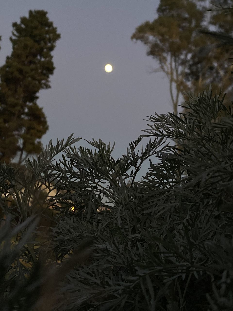 tree, moon, plant, night, branch, full moon, sky, nature, coniferous tree, no people, pine tree, astronomical object, beauty in nature, christmas tree, tranquility, pinaceae, winter, astronomy, space, outdoors, scenics - nature, low angle view, moonlight, tranquil scene, twig, light, spruce