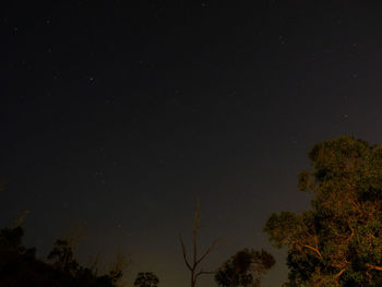 Low angle view of silhouette trees against sky at night