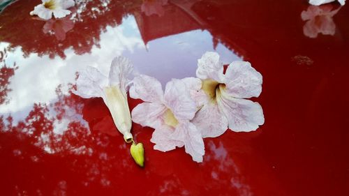 Close-up of red flowering plant