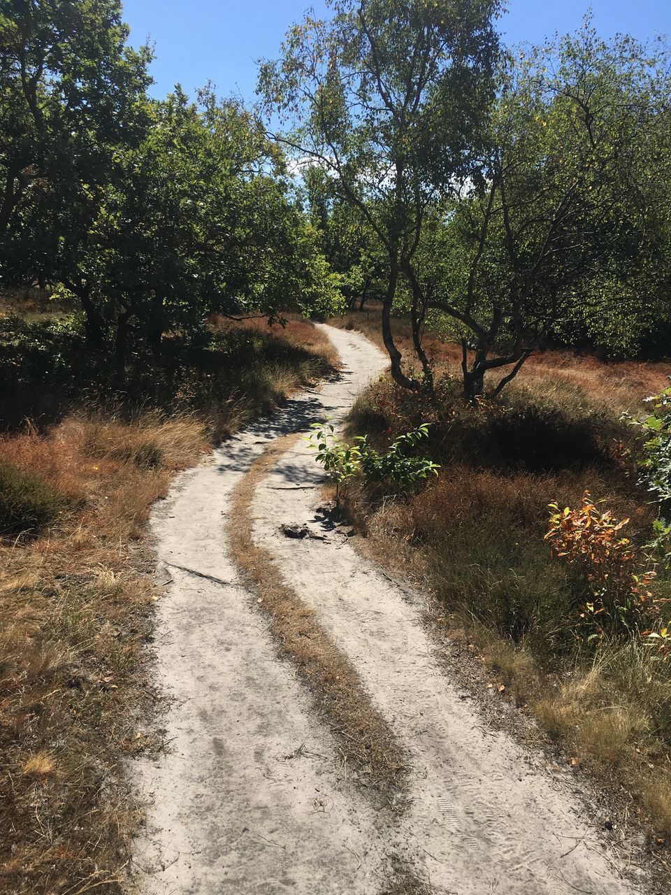 DIRT ROAD IN FOREST