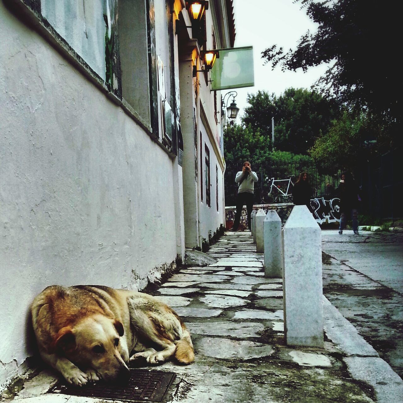 building exterior, built structure, architecture, house, street, the way forward, animal themes, domestic animals, sidewalk, pets, outdoors, residential structure, day, cobblestone, building, residential building, mammal, footpath, door, no people