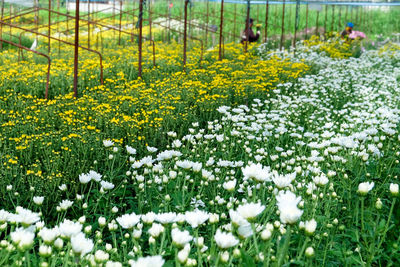 White flowering plants on field