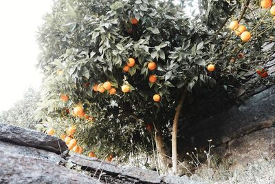 Orange berries on tree