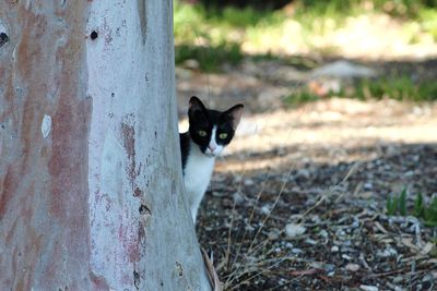 Portrait of cat on field