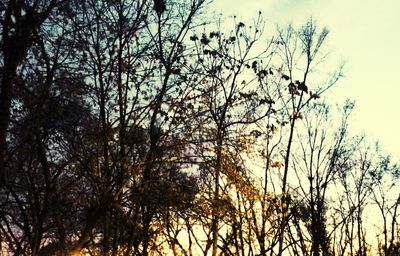 Low angle view of bare trees against sky