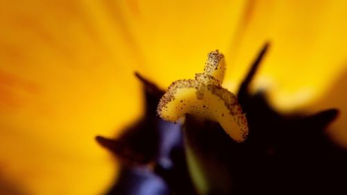Close-up of yellow flowering plant