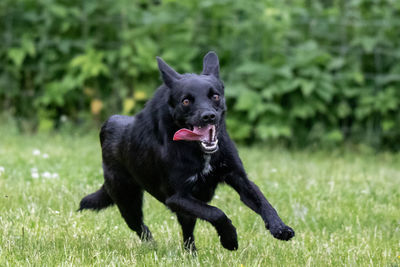 Black dog on field