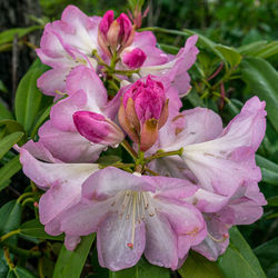Close-up of pink rose flower
