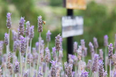 Close-up of purple flowering plants on field