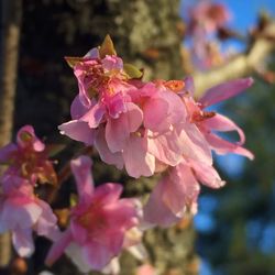 Close-up of pink flower