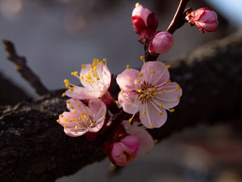 Close-up of pink cherry blossoms in spring