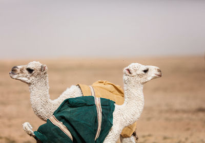 View of a horse on sand