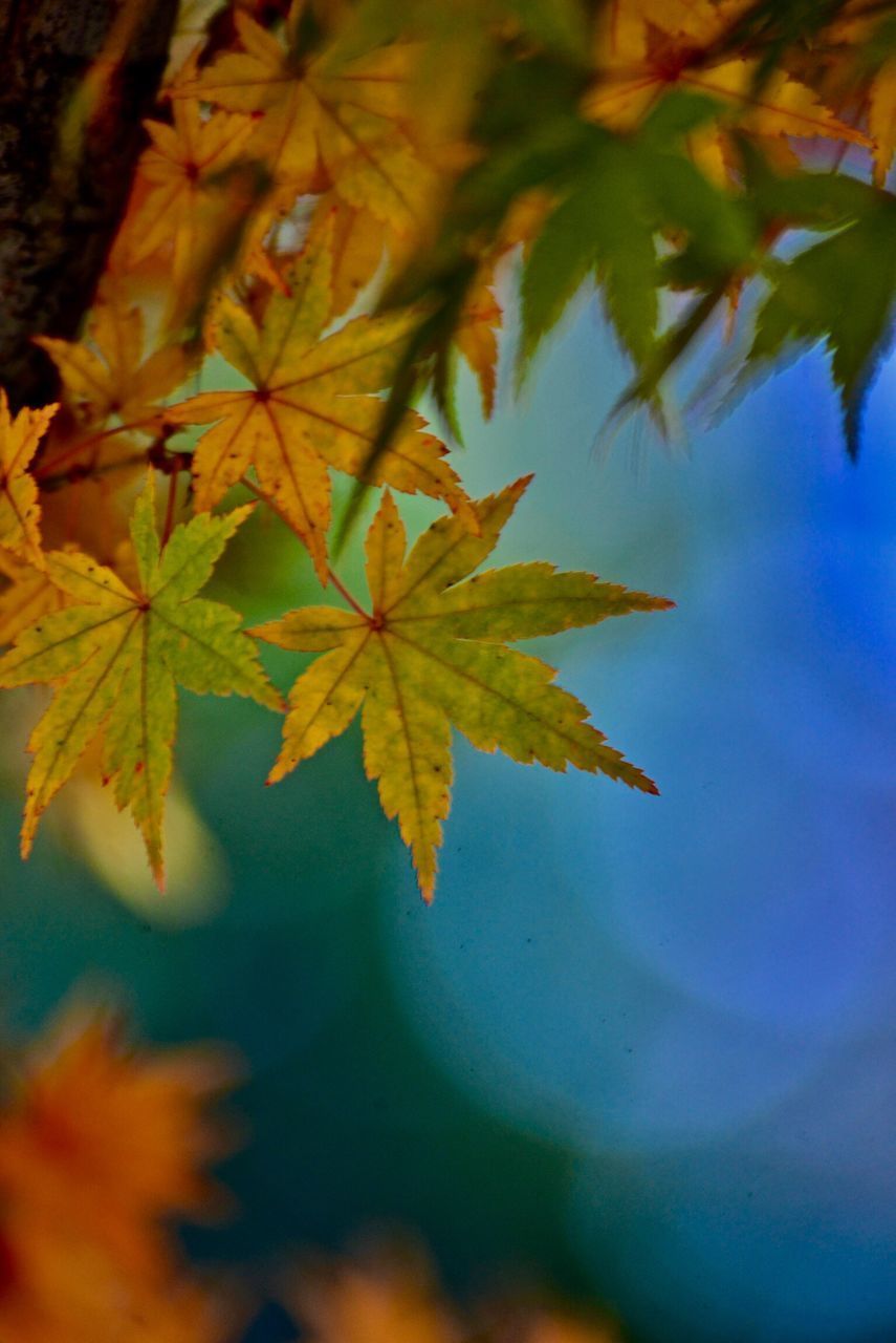 LOW ANGLE VIEW OF MAPLE LEAVES