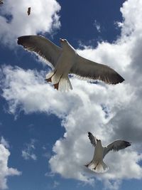 Low angle view of seagull flying against sky