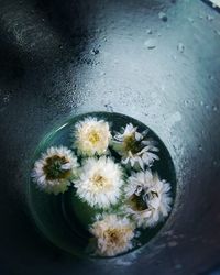 High angle view of flowers in water