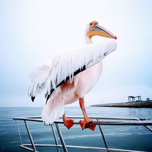 Pelican on a boat in namibia