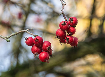 fruit