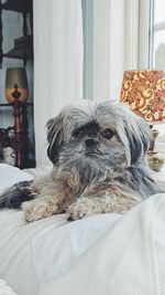 pet