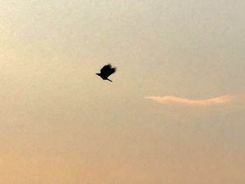 Low angle view of birds flying in sky