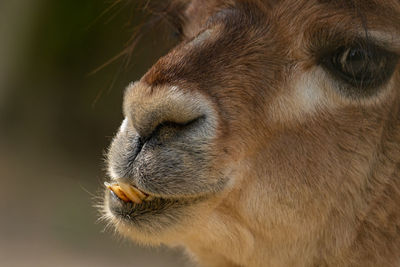 Close-up of an animal looking away