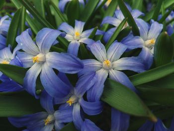 Close-up of flowers blooming outdoors