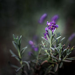 Close-up of purple flowering plant