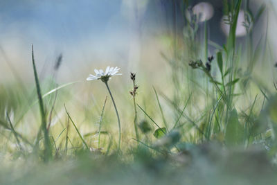 Close-up of flowering plants on field