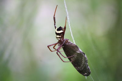 Close-up of spider