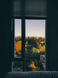 Trees against clear sky seen through glass window