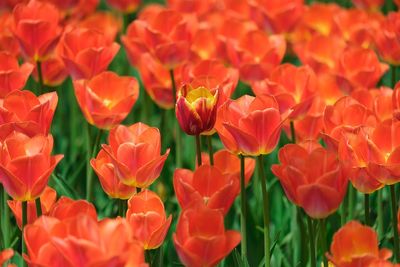 Full frame shot of red tulips in field