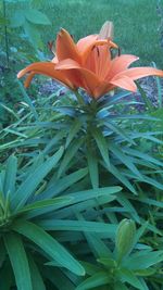 Close-up of orange flowering plants on field