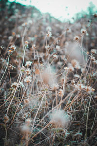 Close-up of dried plant on field