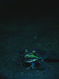 Glowing frog