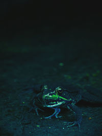 Close-up of frog in sea