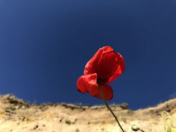 Close-up of red rose against blue sky